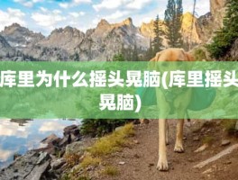 库里为什么摇头晃脑(库里摇头晃脑)