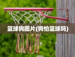 篮球狗图片(狗怕篮球吗)