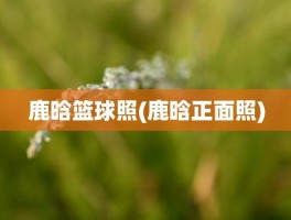 鹿晗篮球照(鹿晗正面照)