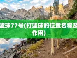 篮球77号(打篮球的位置名称及作用)